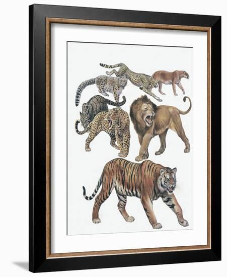 Carnivores from the Felidae Family-null-Framed Giclee Print