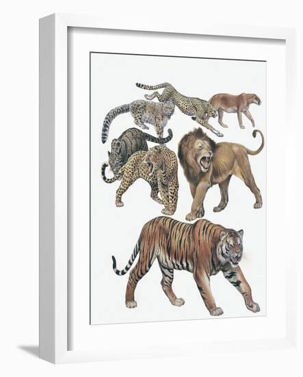 Carnivores from the Felidae Family-null-Framed Giclee Print