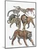 Carnivores from the Felidae Family-null-Mounted Giclee Print