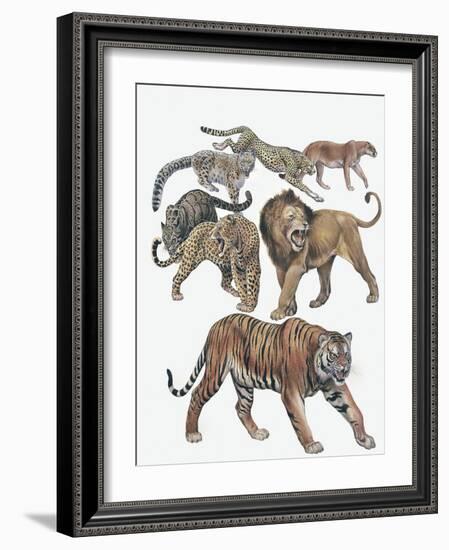 Carnivores from the Felidae Family-null-Framed Giclee Print