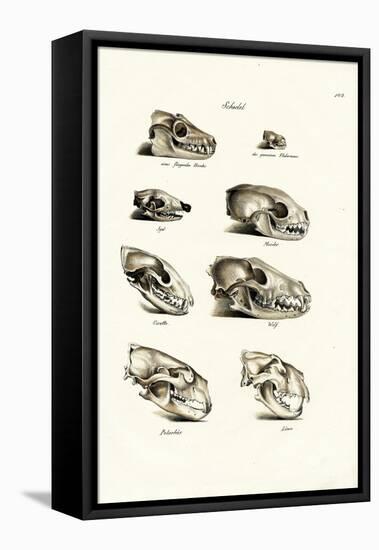 Carnivores Skulls, 1824-Karl Joseph Brodtmann-Framed Premier Image Canvas