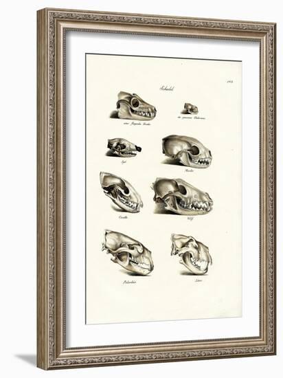 Carnivores Skulls, 1824-Karl Joseph Brodtmann-Framed Giclee Print