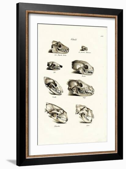 Carnivores Skulls, 1824-Karl Joseph Brodtmann-Framed Giclee Print