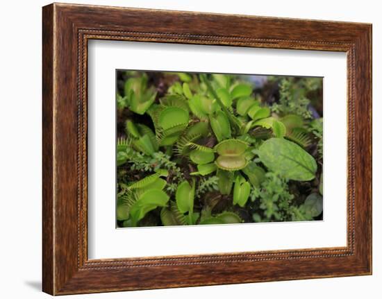 Carnivorous Plants Such as These Venus Fly Traps, Cairns, Queensland, Australia-Paul Dymond-Framed Photographic Print