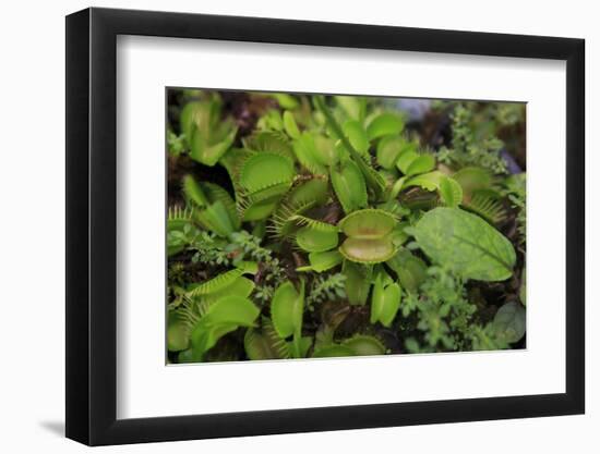 Carnivorous Plants Such as These Venus Fly Traps, Cairns, Queensland, Australia-Paul Dymond-Framed Photographic Print