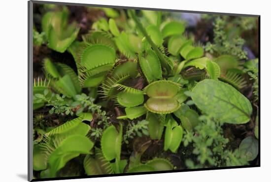 Carnivorous Plants Such as These Venus Fly Traps, Cairns, Queensland, Australia-Paul Dymond-Mounted Photographic Print