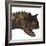 Carnotaurus Dinosaur-Stocktrek Images-Framed Art Print