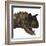 Carnotaurus Dinosaur-Stocktrek Images-Framed Art Print