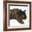 Carnotaurus Dinosaur-Stocktrek Images-Framed Art Print