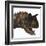 Carnotaurus Dinosaur-Stocktrek Images-Framed Art Print