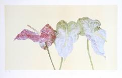 Botanical-Carol Ann Bolt-Framed Collectable Print