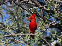 Red Cardinal in Arizona-Carol Polich-Photographic Print