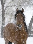Bay Andalusian Stallion Portrait with Falling Snow, Longmont, Colorado, USA-Carol Walker-Photographic Print