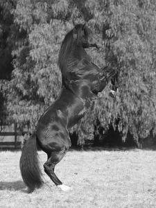 Bay Azteca (Half Andalusian Half Quarter Horse) Stallion 