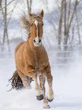 Wild Horse / Mustang Shaking Head and Mane, Adobe Town Herd Area, Southwestern Wyoming, Usa-Carol Walker-Photographic Print