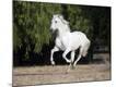 Photographic Print