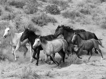 Group of Wild Horses, Cantering Across Sagebrush-Steppe, Adobe Town, Wyoming-Carol Walker-Photographic Print