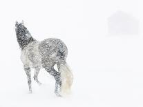 Chestnut Mustang Running In Snow, At Ranch, Shell, Wyoming, USA. February-Carol Walker-Photographic Print