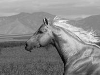 Black Peruvian Paso Stallion in Traditional Peruvian Bridle, Sante Fe, New Mexico, USA-Carol Walker-Photographic Print