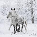 Cowboy Leading and Stroking His Horse, Flitner Ranch, Shell, Wyoming, USA-Carol Walker-Photographic Print