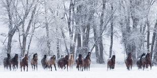 Mustang / Wild Horse Red Dun Stallion Sniffing Mare's Noses, Montana, USA Pryor-Carol Walker-Photographic Print