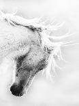 Bay Andalusian Stallion Portrait with Falling Snow, Longmont, Colorado, USA-Carol Walker-Photographic Print