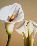 Smooth Lilies-Carolina Alotus-Giclee Print