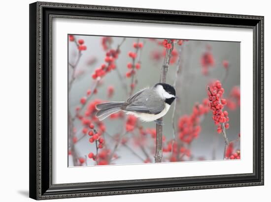 Carolina Chickadee in Common Winterberry Marion, Illinois, Usa-Richard ans Susan Day-Framed Photographic Print