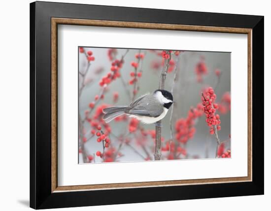 Carolina Chickadee in Common Winterberry Marion, Illinois, Usa-Richard ans Susan Day-Framed Photographic Print