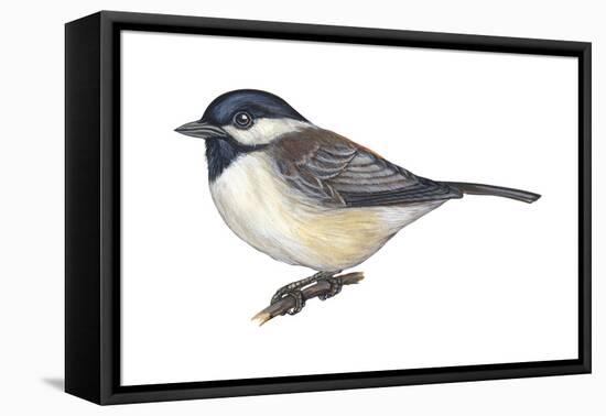 Carolina Chickadee (Parus Carolinensis), Birds-Encyclopaedia Britannica-Framed Stretched Canvas