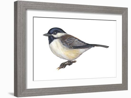 Carolina Chickadee (Parus Carolinensis), Birds-Encyclopaedia Britannica-Framed Art Print