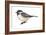 Carolina Chickadee (Parus Carolinensis), Birds-Encyclopaedia Britannica-Framed Art Print