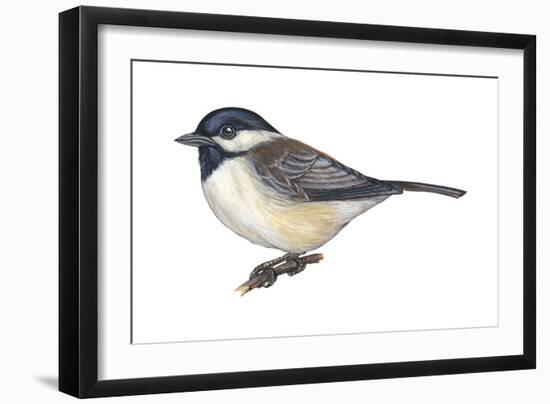 Carolina Chickadee (Parus Carolinensis), Birds-Encyclopaedia Britannica-Framed Art Print