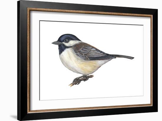 Carolina Chickadee (Parus Carolinensis), Birds-Encyclopaedia Britannica-Framed Art Print