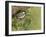 Carolina chickadee, Poecile carolinensis, in live oak tree, Florida-Maresa Pryor-Framed Photographic Print