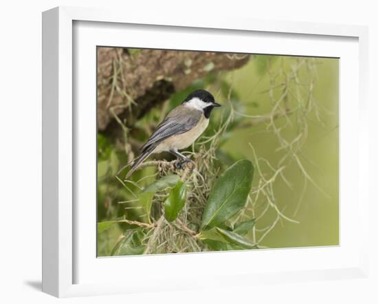 Carolina chickadee, Poecile carolinensis, in live oak tree, Florida-Maresa Pryor-Framed Photographic Print