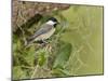 Carolina chickadee, Poecile carolinensis, in live oak tree, Florida-Maresa Pryor-Mounted Photographic Print