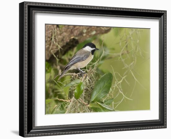 Carolina chickadee, Poecile carolinensis, in live oak tree, Florida-Maresa Pryor-Framed Photographic Print