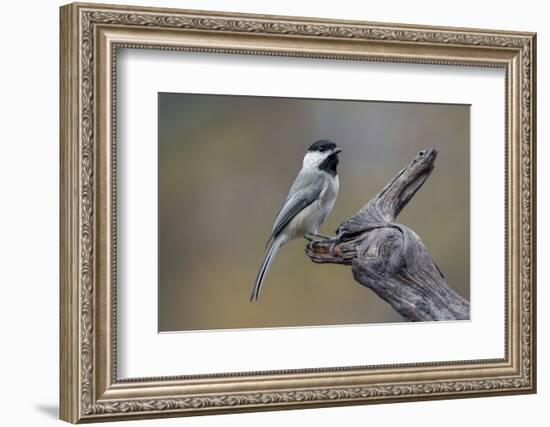 Carolina chickadee, Winter, Kentucky-Adam Jones-Framed Photographic Print