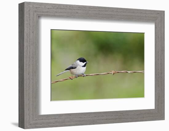 Carolina Chickadee-Gary Carter-Framed Photographic Print