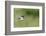 Carolina Chickadee-Gary Carter-Framed Photographic Print