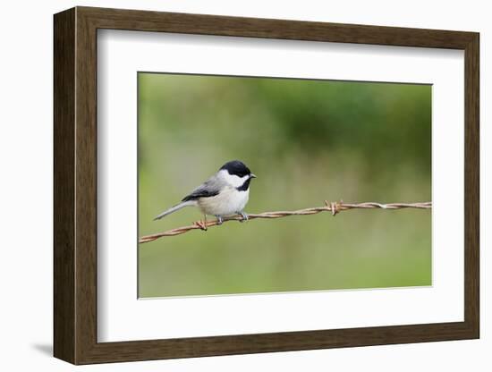 Carolina Chickadee-Gary Carter-Framed Photographic Print