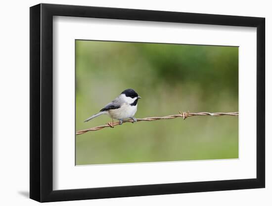 Carolina Chickadee-Gary Carter-Framed Photographic Print