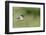 Carolina Chickadee-Gary Carter-Framed Photographic Print