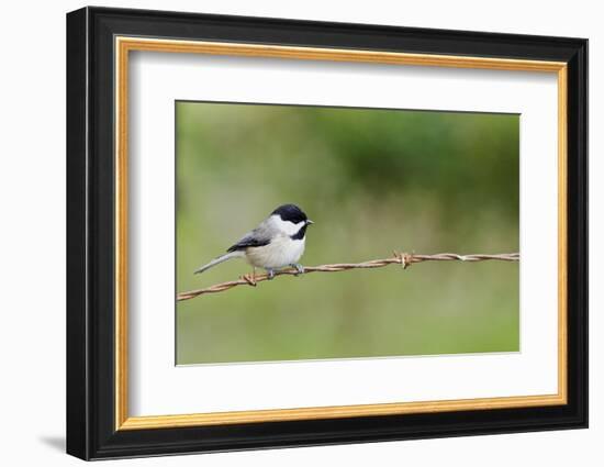 Carolina Chickadee-Gary Carter-Framed Photographic Print