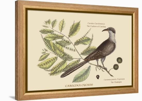 Carolina Cuckoo-Mark Catesby-Framed Stretched Canvas