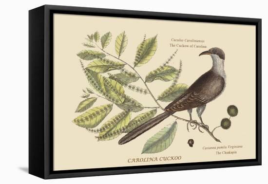 Carolina Cuckoo-Mark Catesby-Framed Stretched Canvas