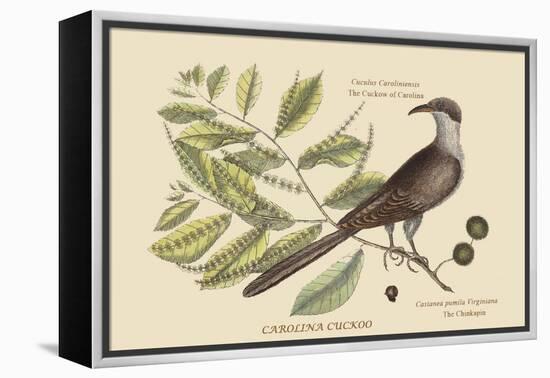 Carolina Cuckoo-Mark Catesby-Framed Stretched Canvas