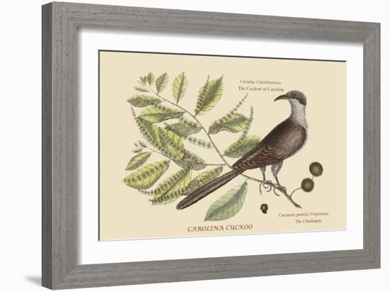 Carolina Cuckoo-Mark Catesby-Framed Art Print