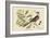 Carolina Cuckoo-Mark Catesby-Framed Art Print